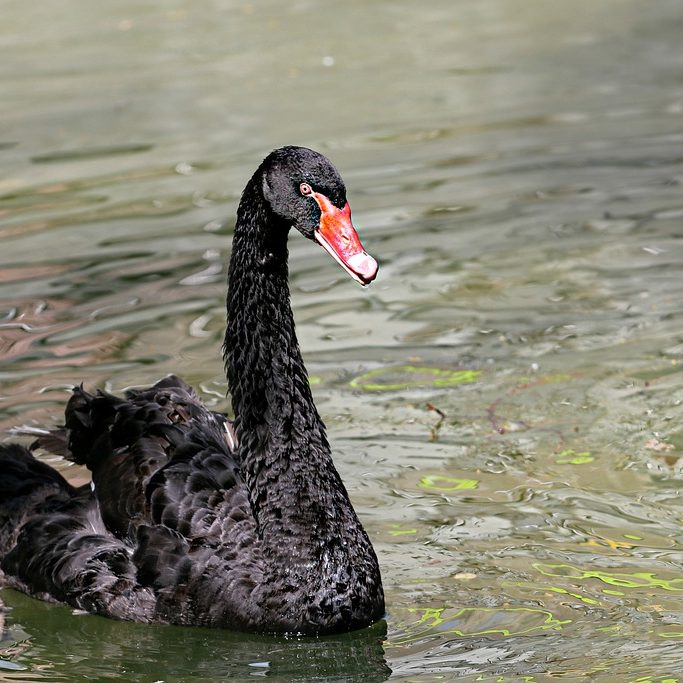 Black swan