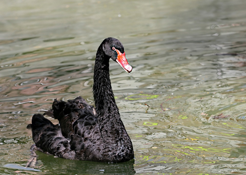 Black swan