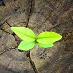 Consulting for the ability to change