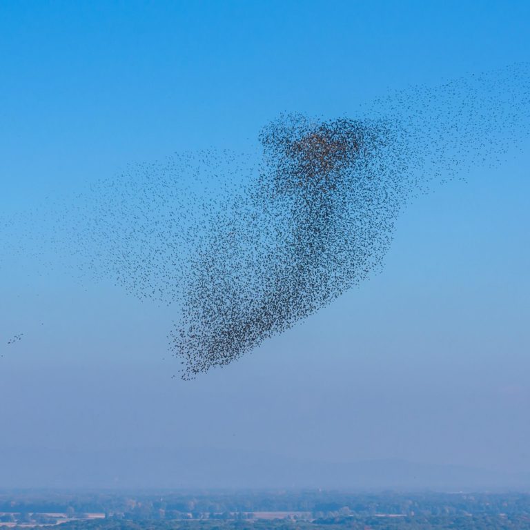 Foresighted Self-Renewal