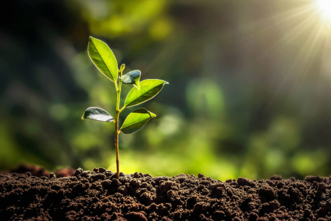 Management consultant for sustainability Management consultant for sustainability