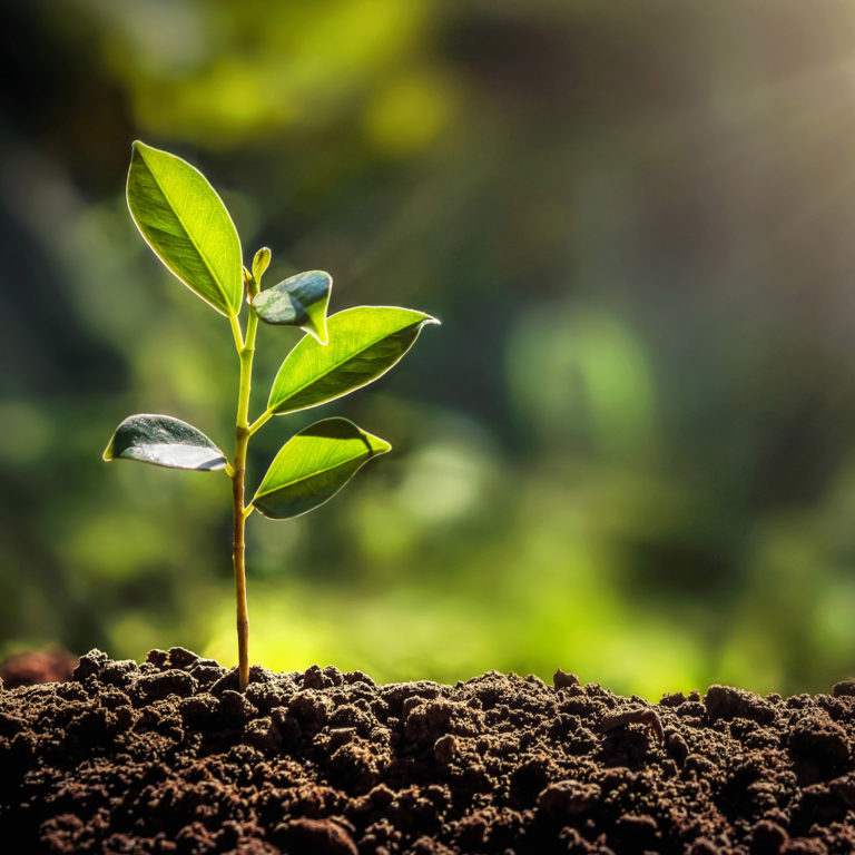 Management consultant for sustainability