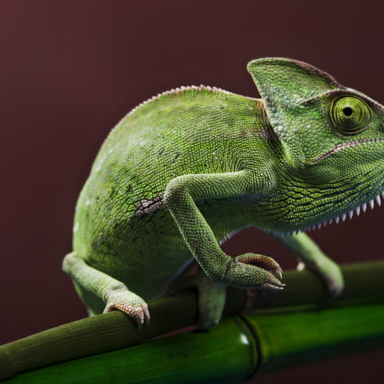 Learning Organization