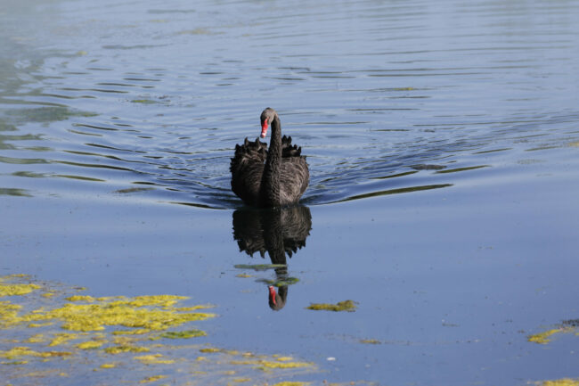 The Black Swan Black Swan