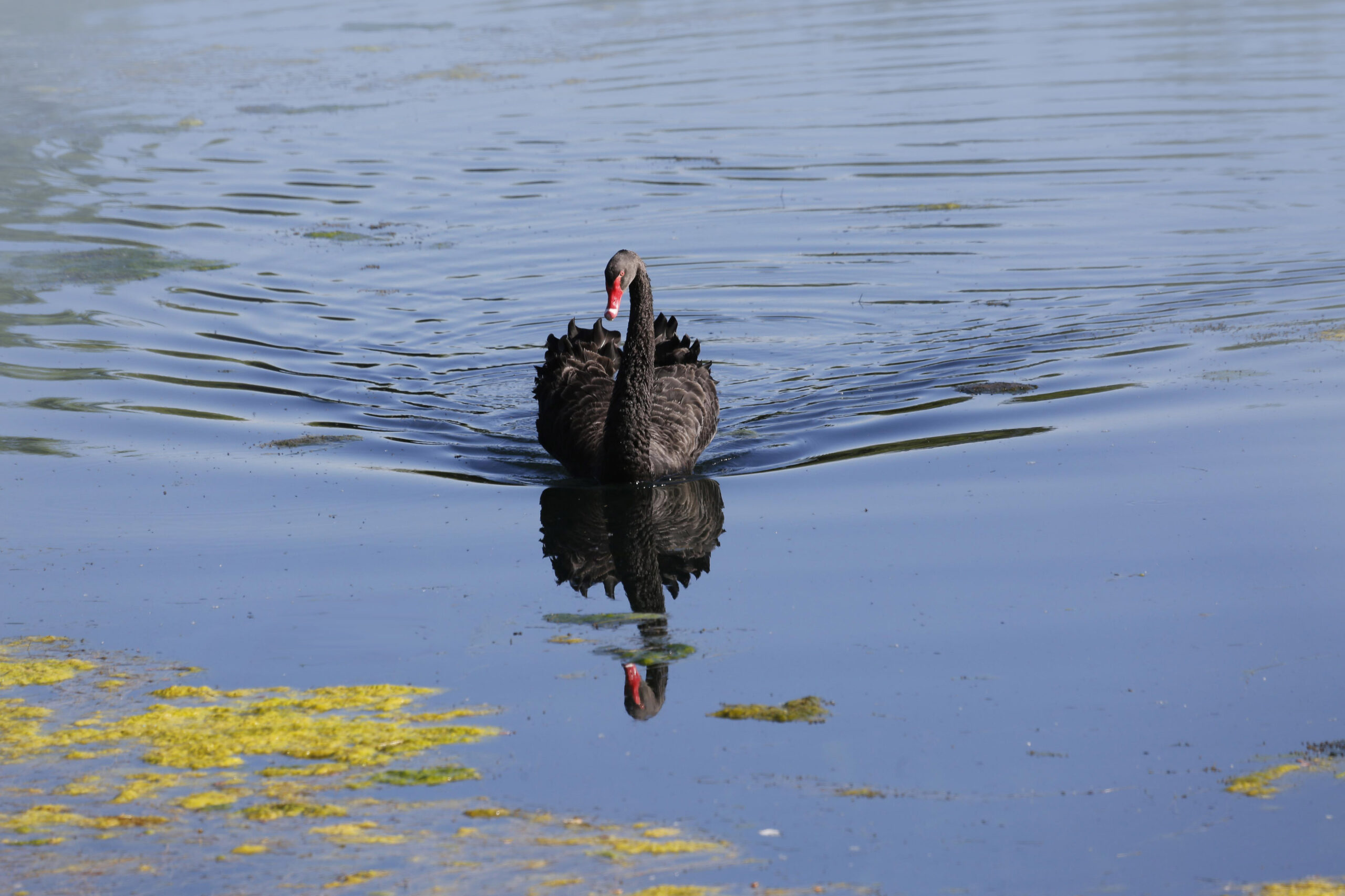 The Black Swan Black Swan